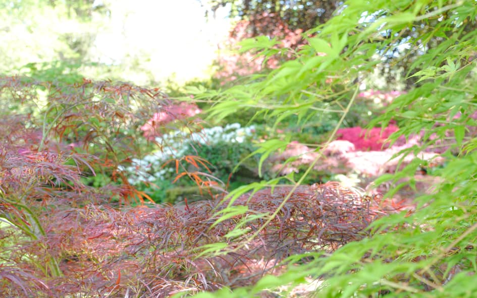 hampshire glade of acers hampshire glade of acers
