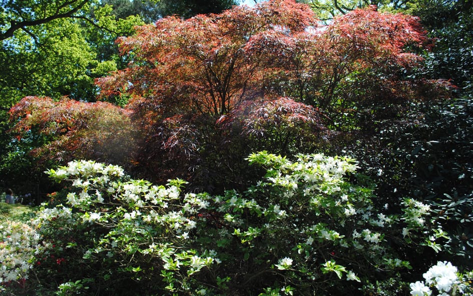 southampton rhododendrons and acers southampton rhododendrons and acers