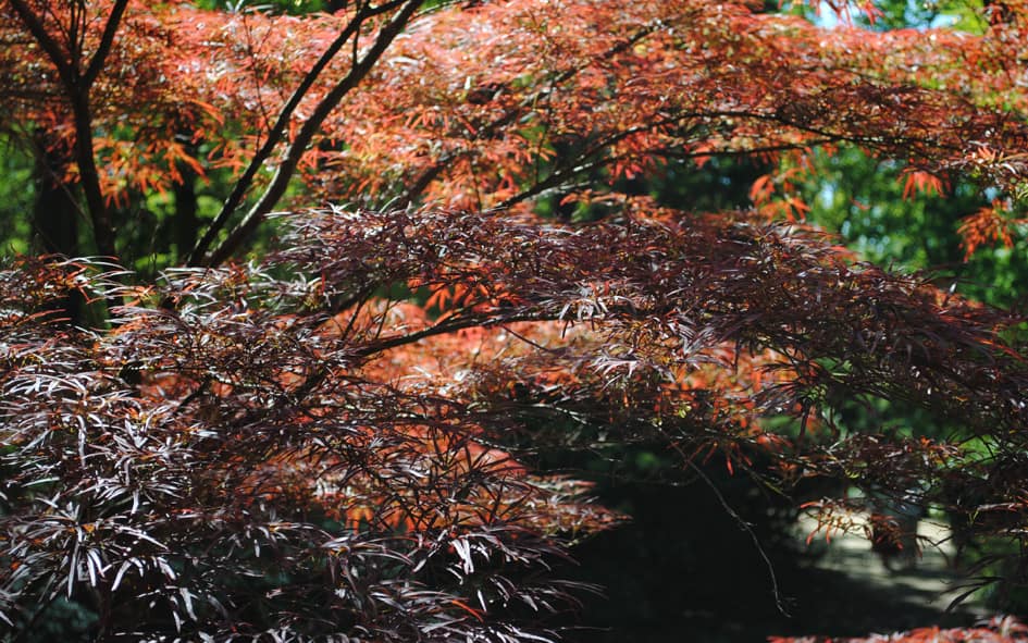 beautiful dark acer in the new forest
