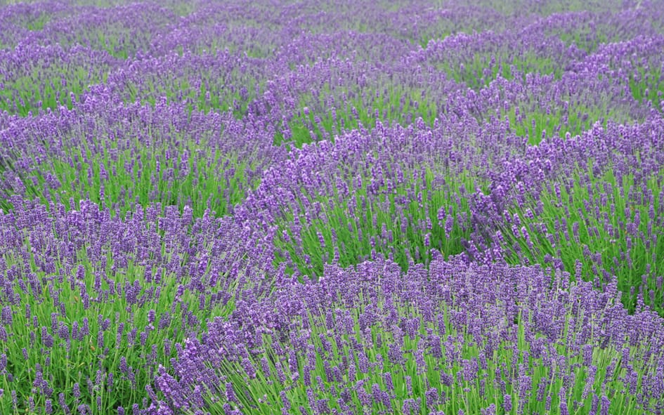 lovely lavenders