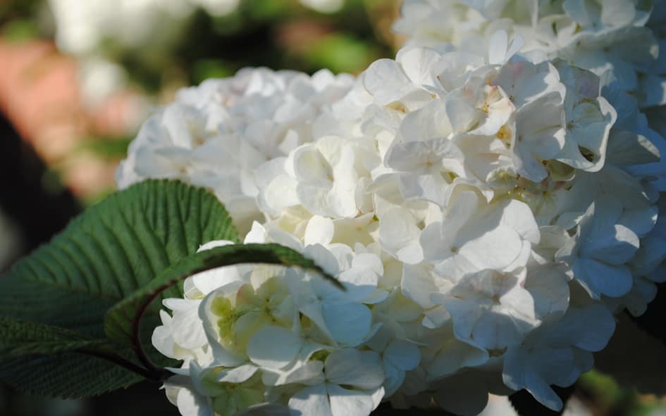white viburnum in warsash white viburnum in warsash