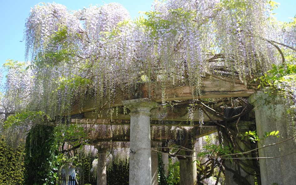 wonderful wisteria in winchester wonderful wisteria in winchester